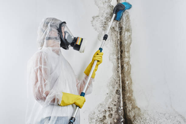 Best Mold Removal Company Near Me  in New Berlin, WI