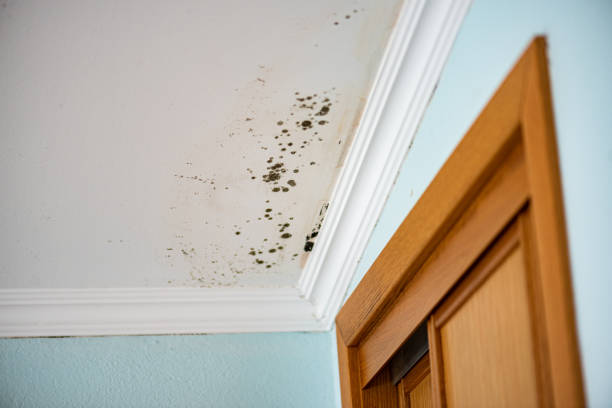 Mold Removal Process in New Berlin, WI