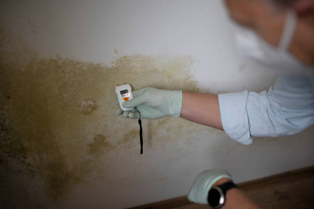 Certified Mold Removal in New Berlin, WI