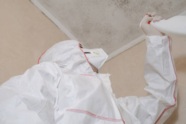 Trusted New Berlin, WI Mold Removal Experts