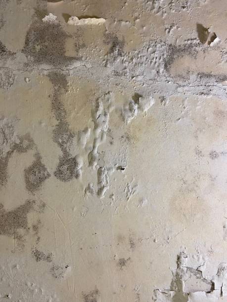 Mold Removal and Inspection in New Berlin, WI