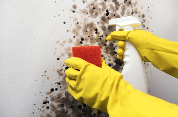 Best Mold Removal and Inspection  in New Berlin, WI