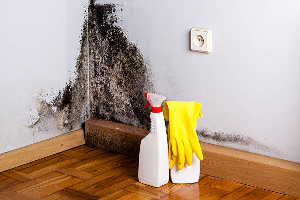 Best Mold Removal Company Near Me  in New Berlin, WI