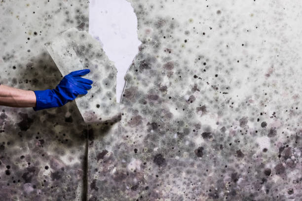 Best Black Mold Removal  in New Berlin, WI