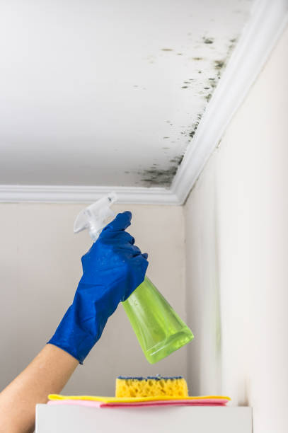 Best Black Mold Removal  in New Berlin, WI